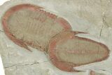 Harpides With Two Asaphellus Trilobites - Fezouata Formation #213181-2